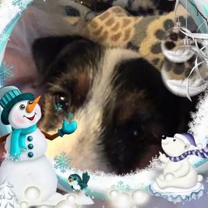 Meet your Posher, Susan n bob